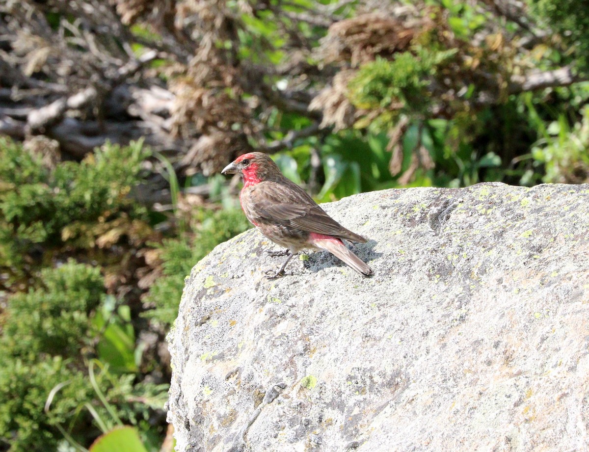 Red-fronted Rosefinch - ML87161391