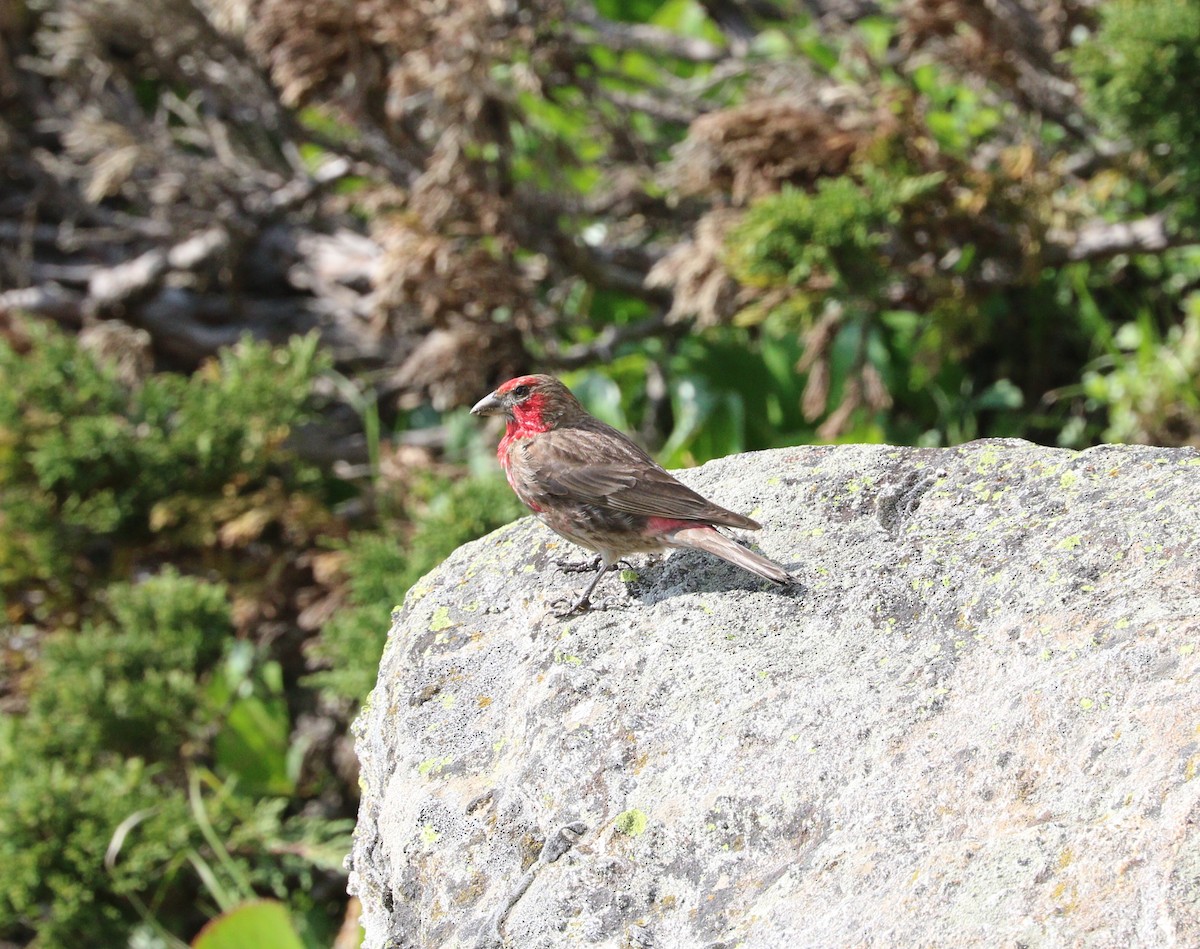 Red-fronted Rosefinch - ML87161411