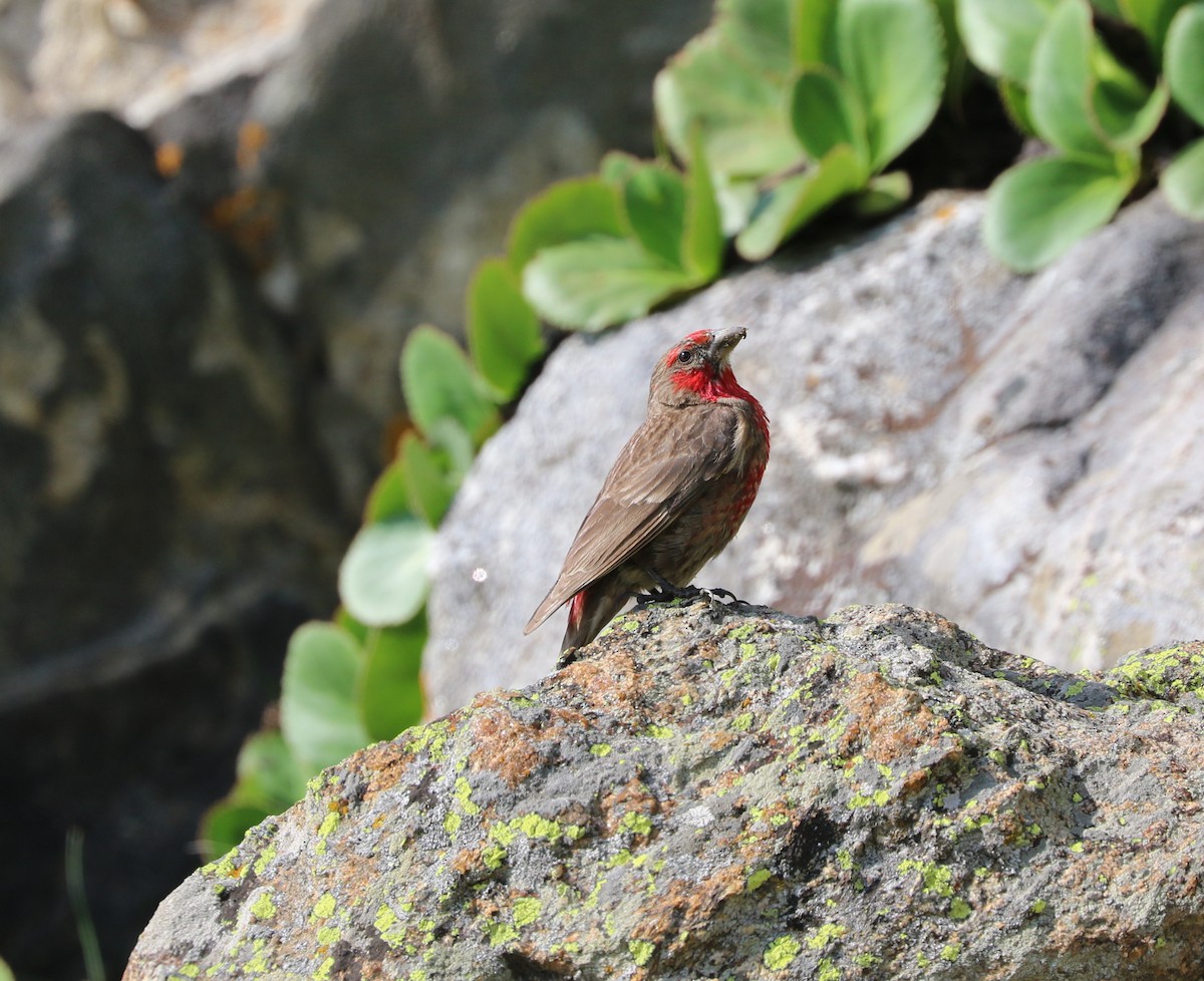 Red-fronted Rosefinch - ML87161441