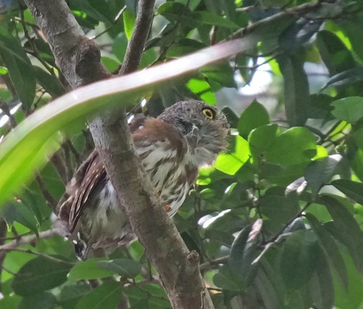 Amazonian Pygmy-Owl - Joshua Vandermeulen