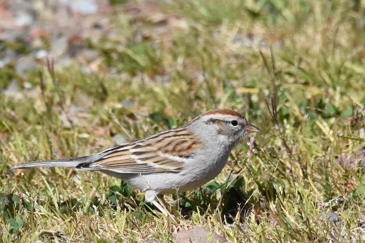Chipping Sparrow - ML87164531
