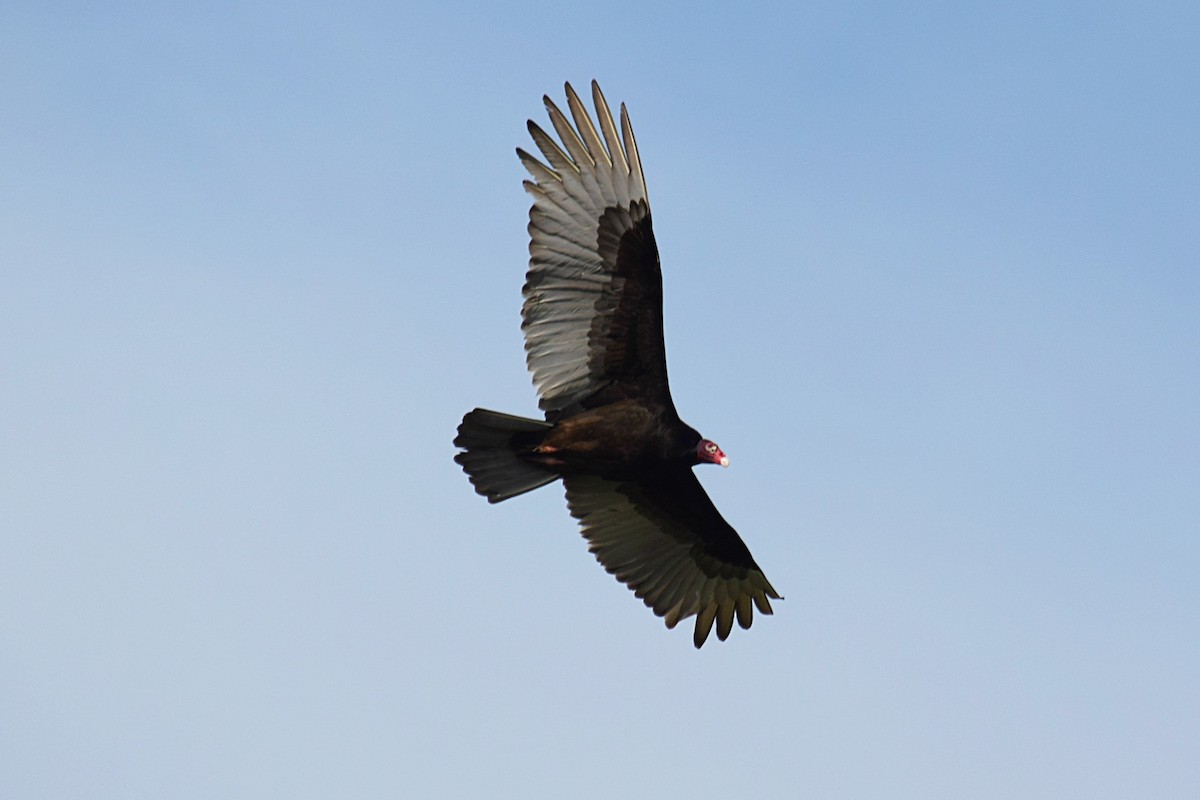 Turkey Vulture - Hugh Barger