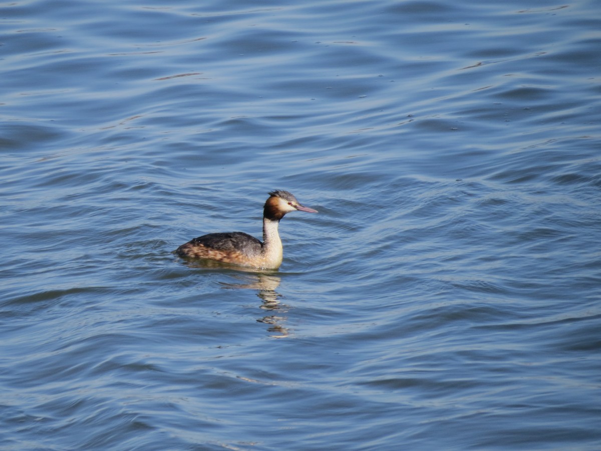 Great Crested Grebe - ML87166341