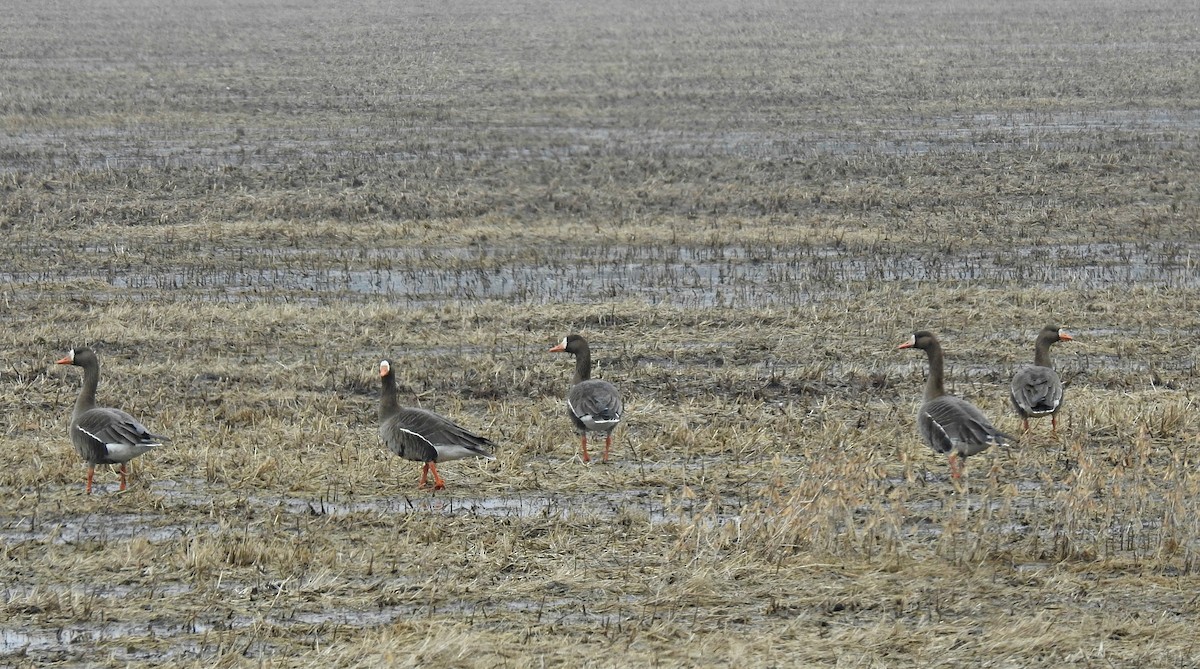 Greater White-fronted Goose - Joanne Muis Redwood