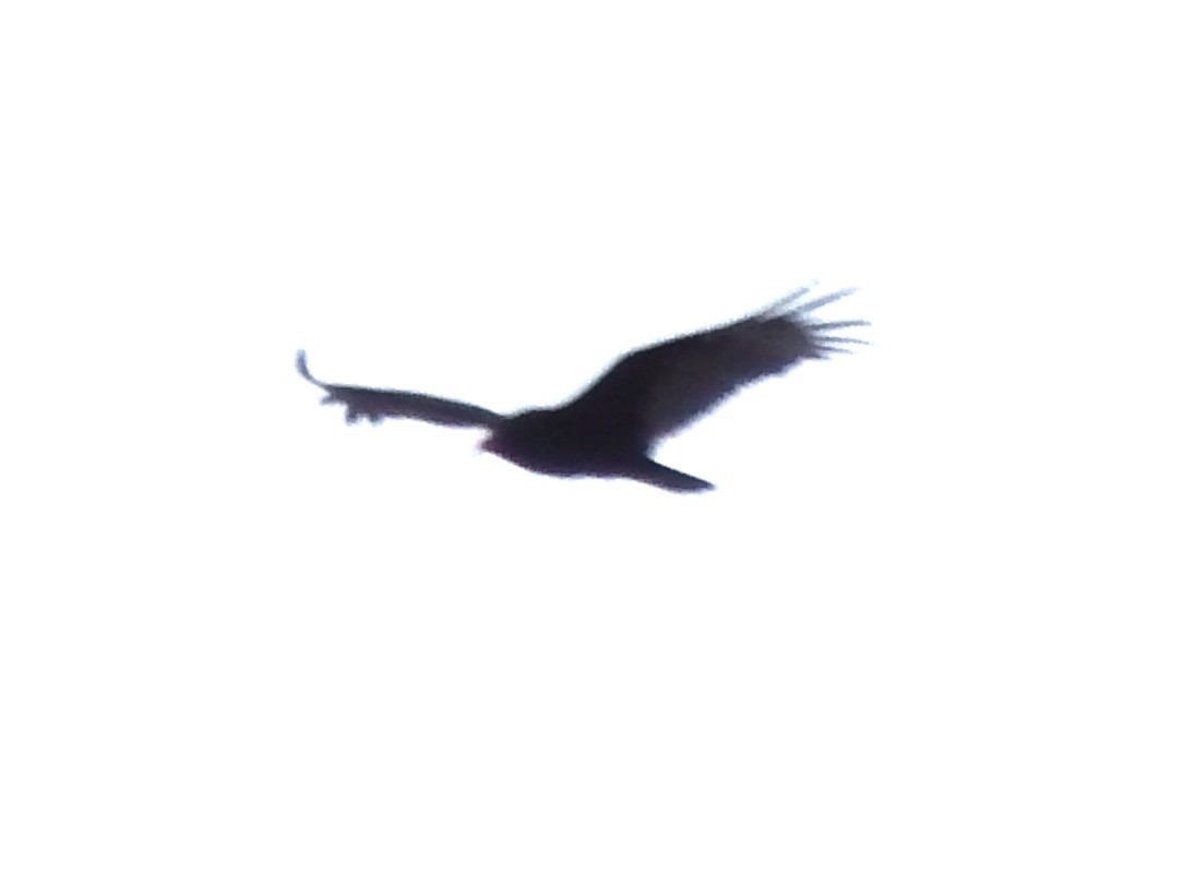 Turkey Vulture - ML87171531