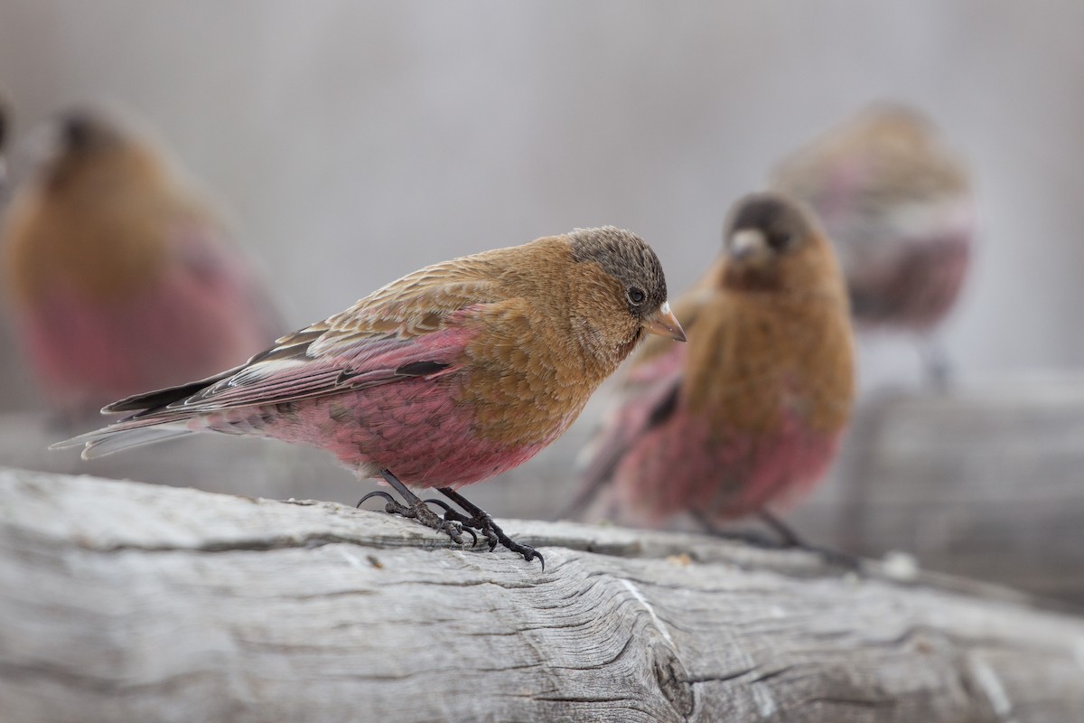 Brown-capped Rosy-Finch - ML87173941