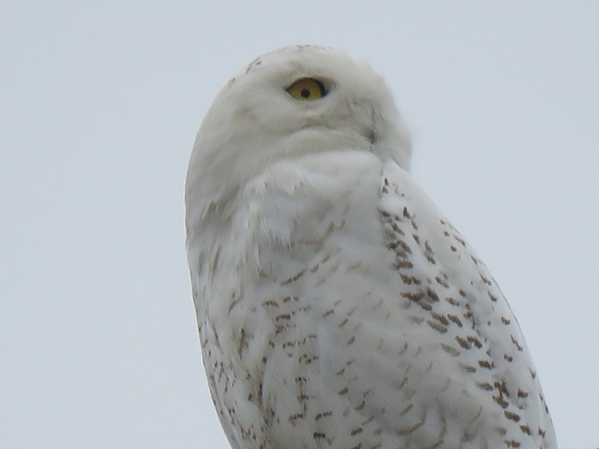 Snowy Owl - ML87175171