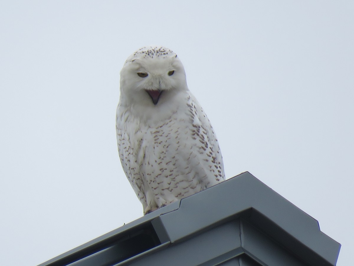 Snowy Owl - ML87175281