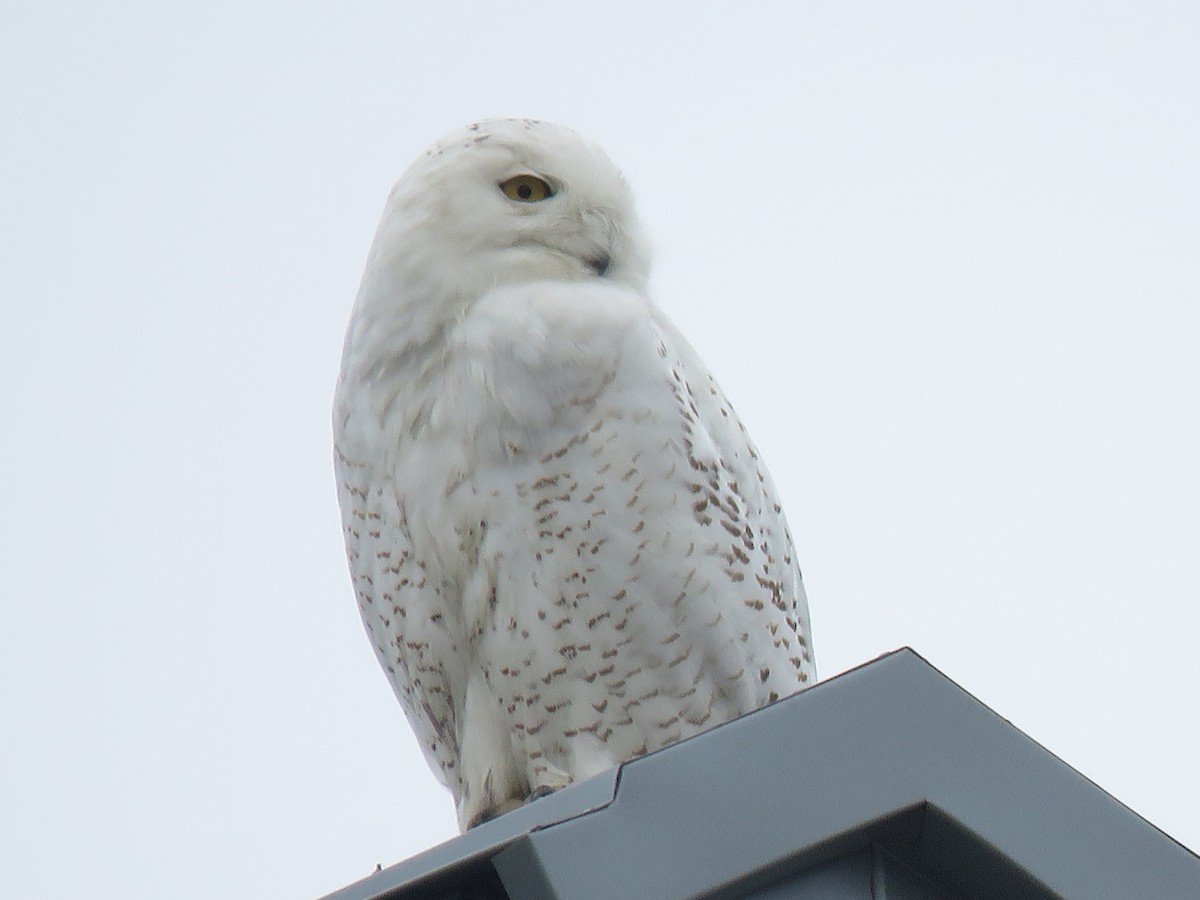 Snowy Owl - ML87175431