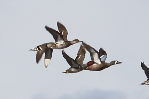 Green-winged Teal - Alta Tanner
