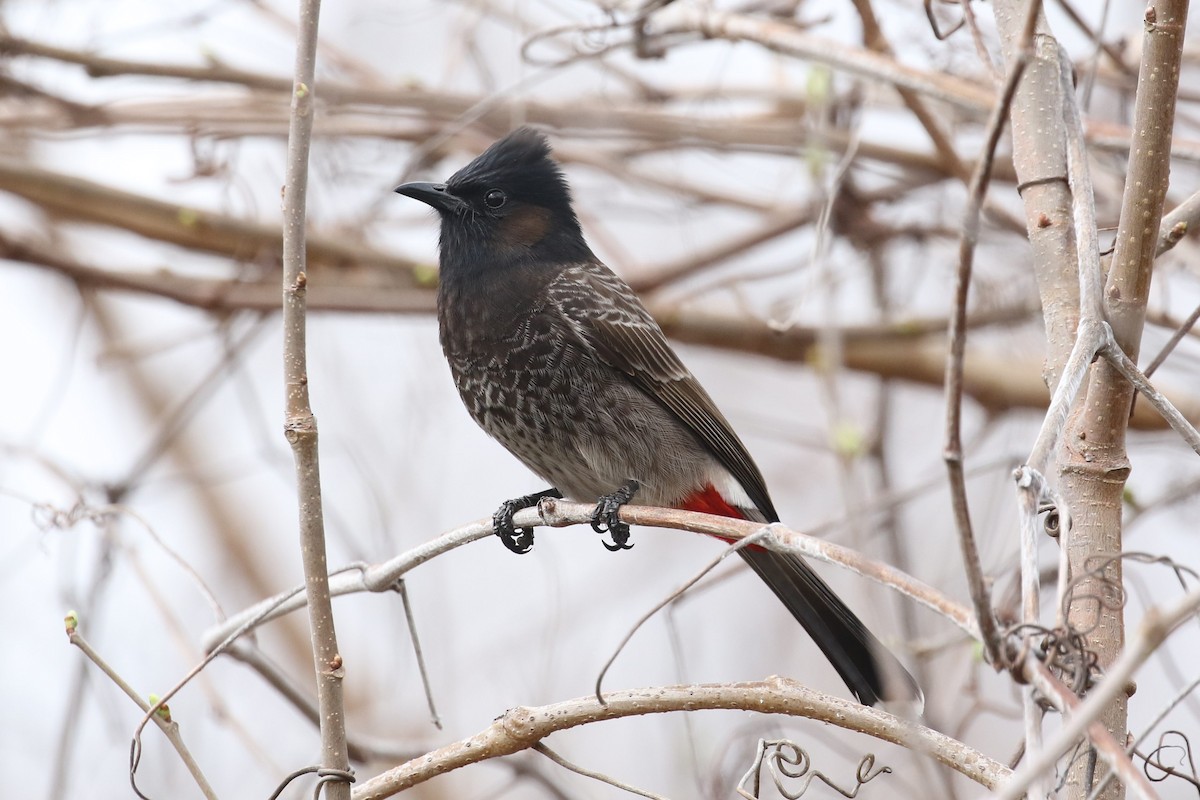 Red-vented Bulbul - ML87176541