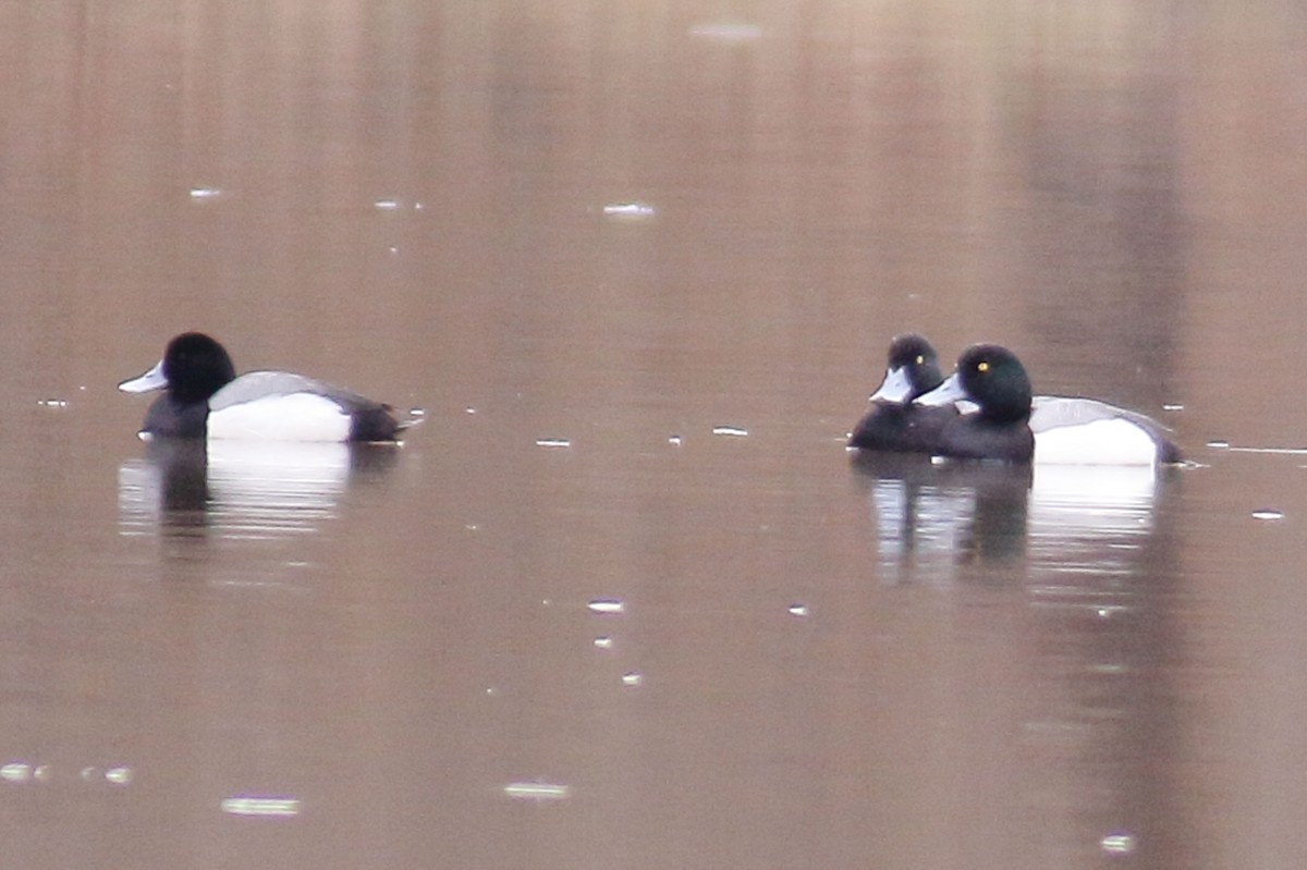 Greater Scaup - ML87177471