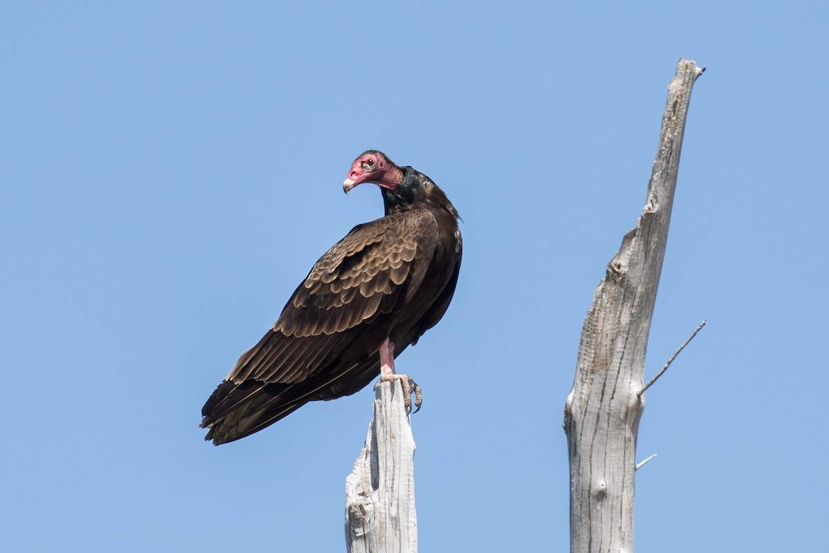 Turkey Vulture - Brett Hoffman