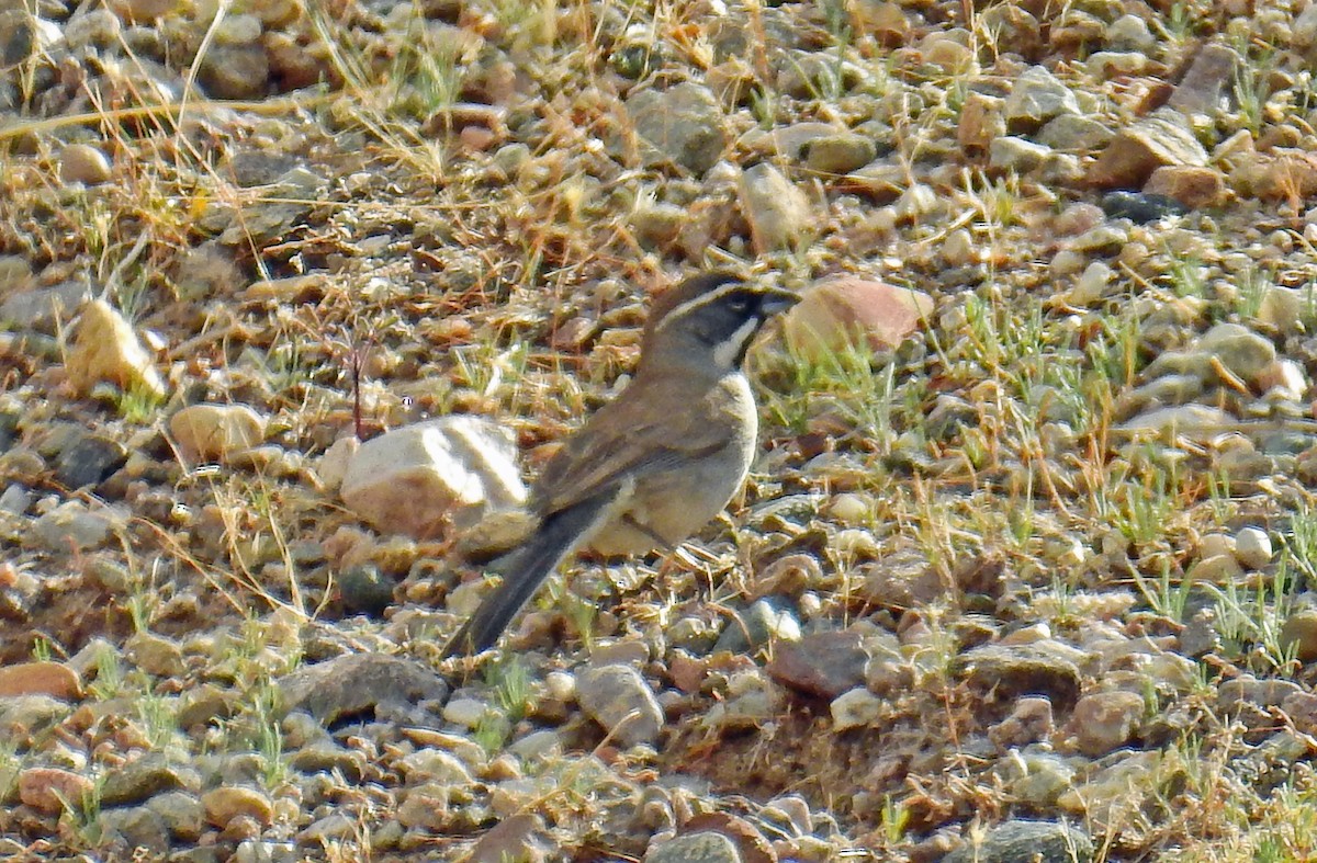 Black-throated Sparrow - Jim Scott