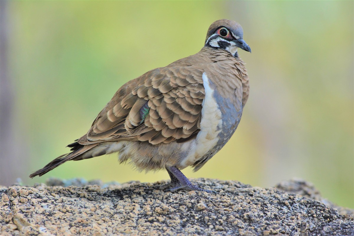 Squatter Pigeon - David Hollie