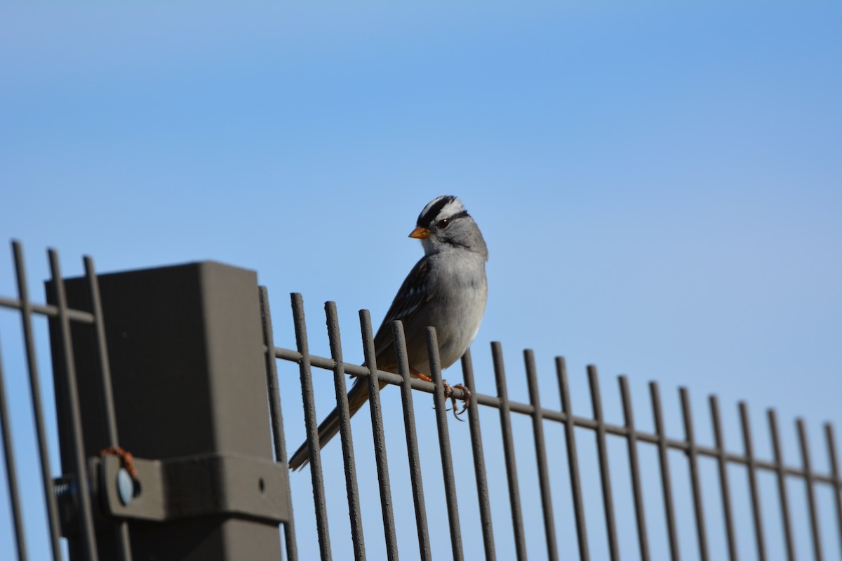 White-crowned Sparrow - Mike O'Leary