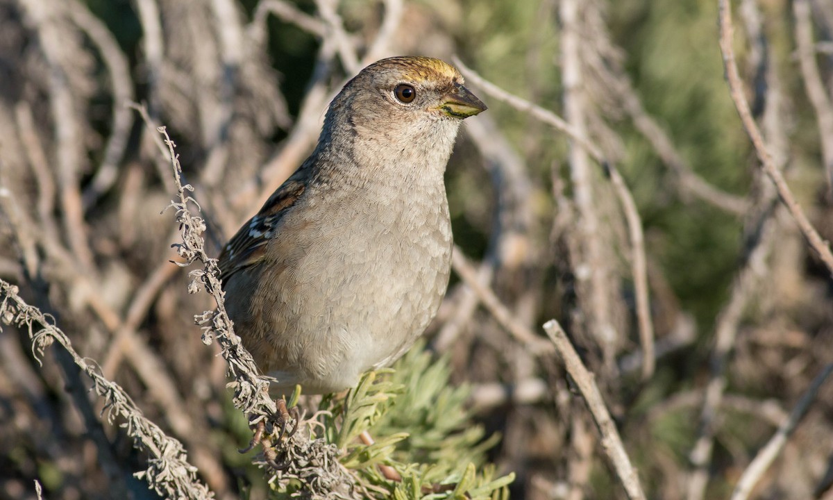 Golden-crowned Sparrow - ML87185831