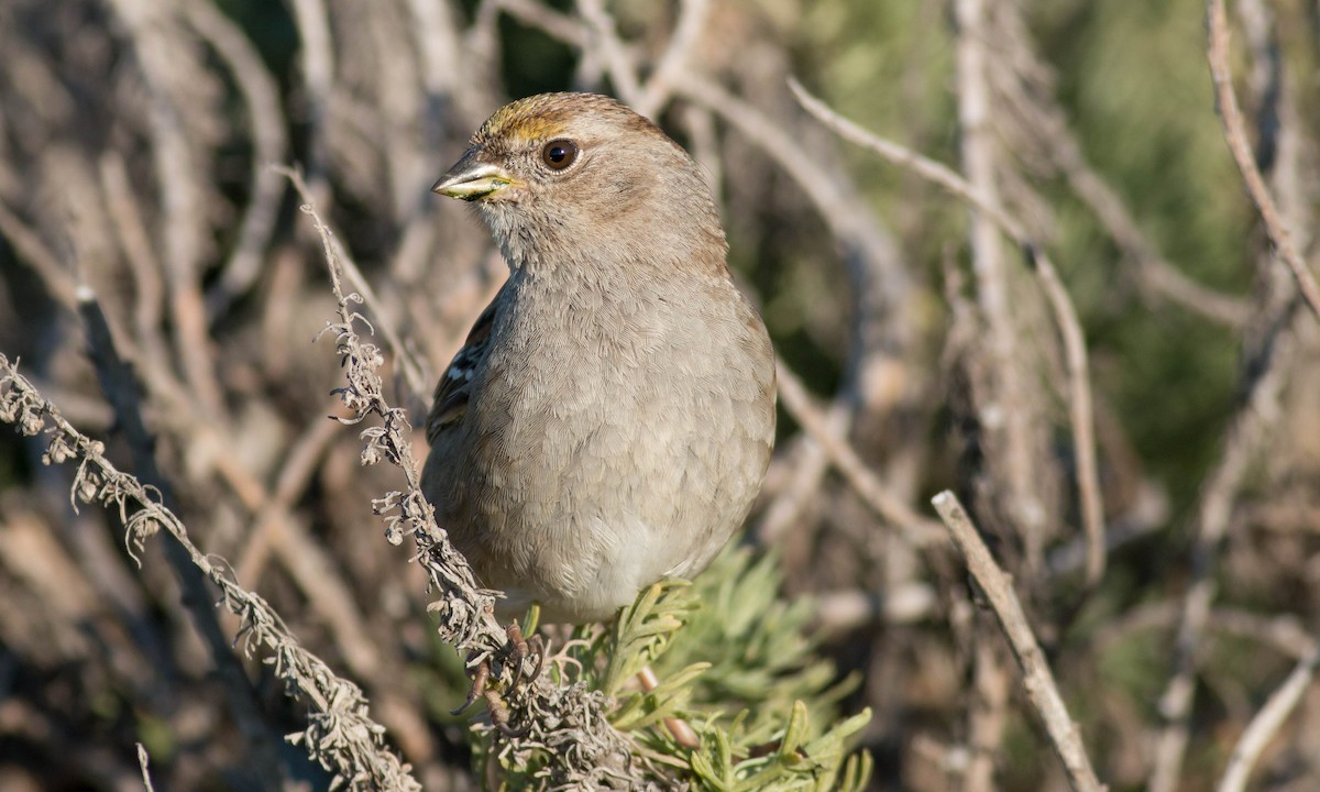 Golden-crowned Sparrow - ML87185841