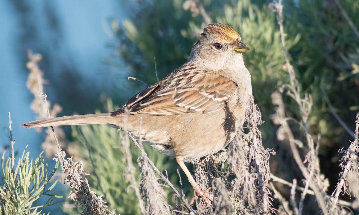 Golden-crowned Sparrow - Paul Fenwick