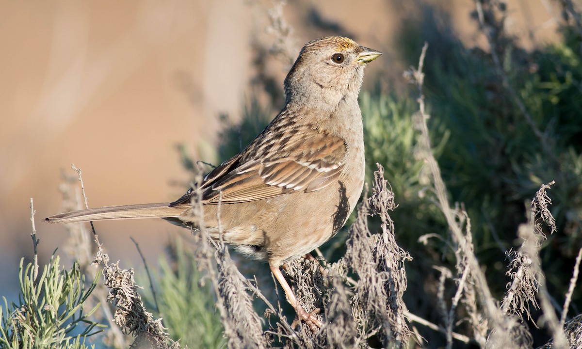 Golden-crowned Sparrow - ML87185861
