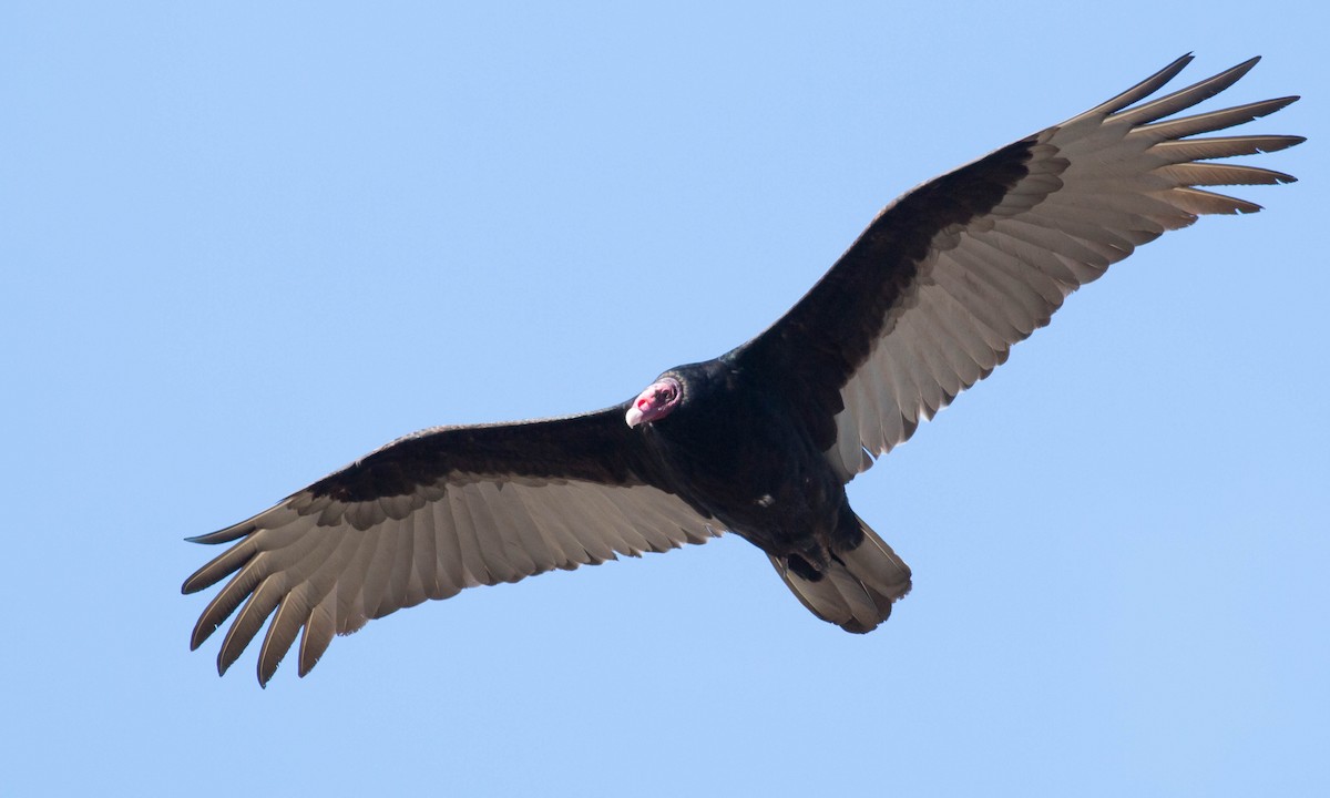 Turkey Vulture - ML87187111