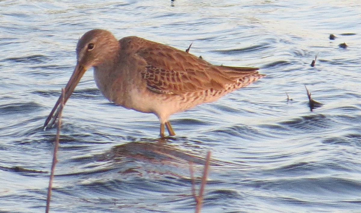 Long-billed Dowitcher - ML87191751
