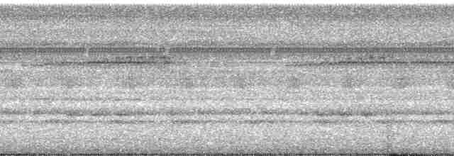 Синегорлый широкорот - ML87193