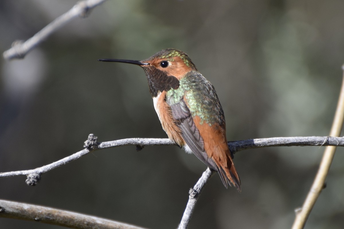 Allen's Hummingbird - ML87197561