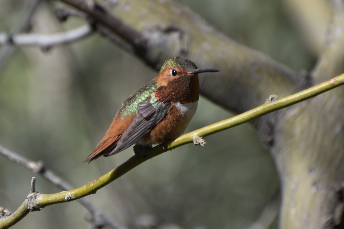 Allen's Hummingbird - Max Leibowitz