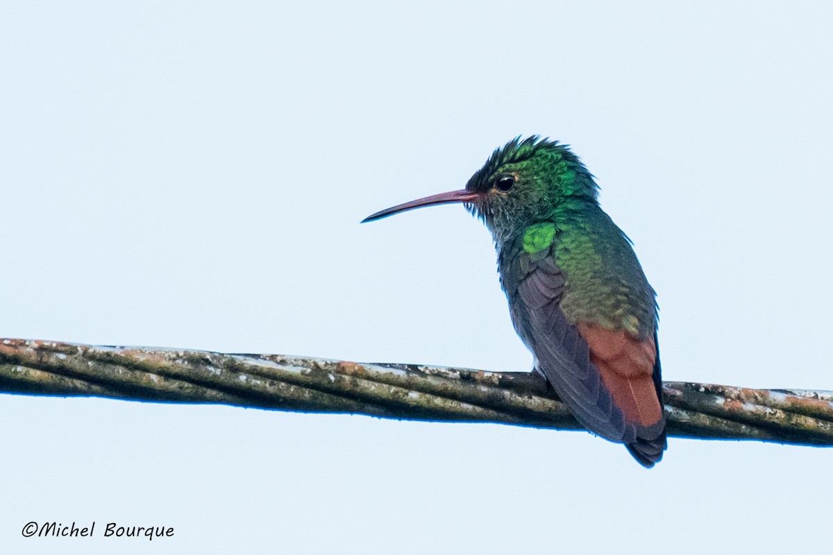 Rufous-tailed Hummingbird - ML87198151