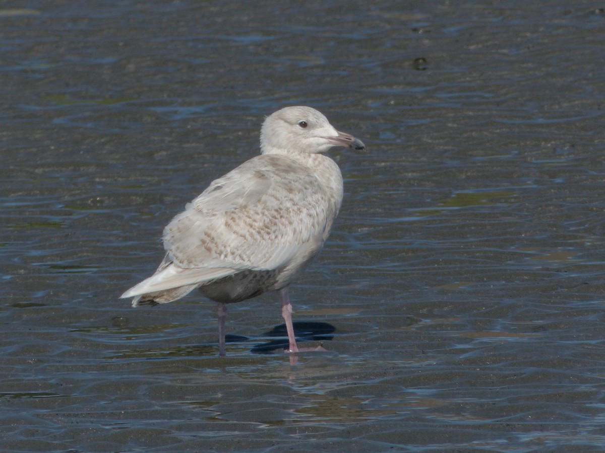 Glaucous x Glaucous-winged Gull (hybrid) - Rob Fowler