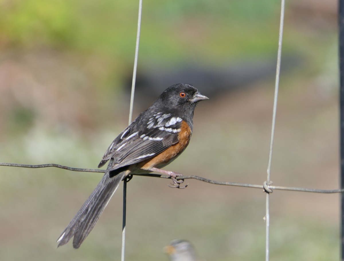 Spotted Towhee - ML87199091