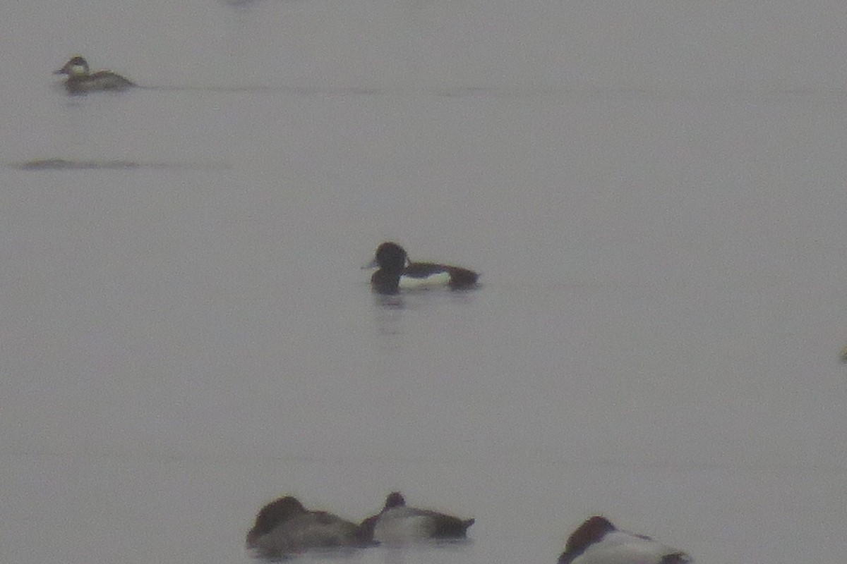 Tufted Duck - ML87201201
