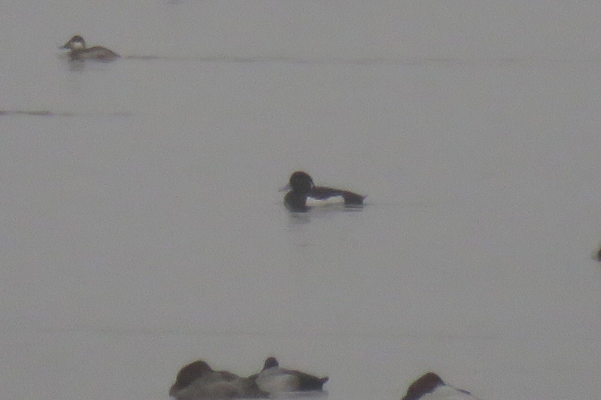 Tufted Duck - ML87201211