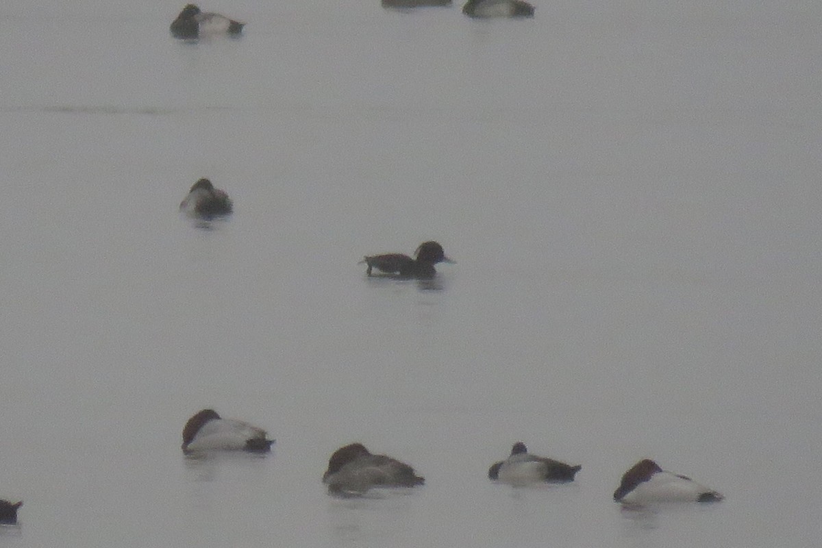 Tufted Duck - ML87201231