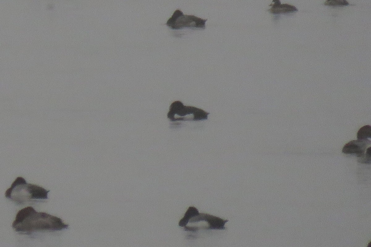 Tufted Duck - ML87201291