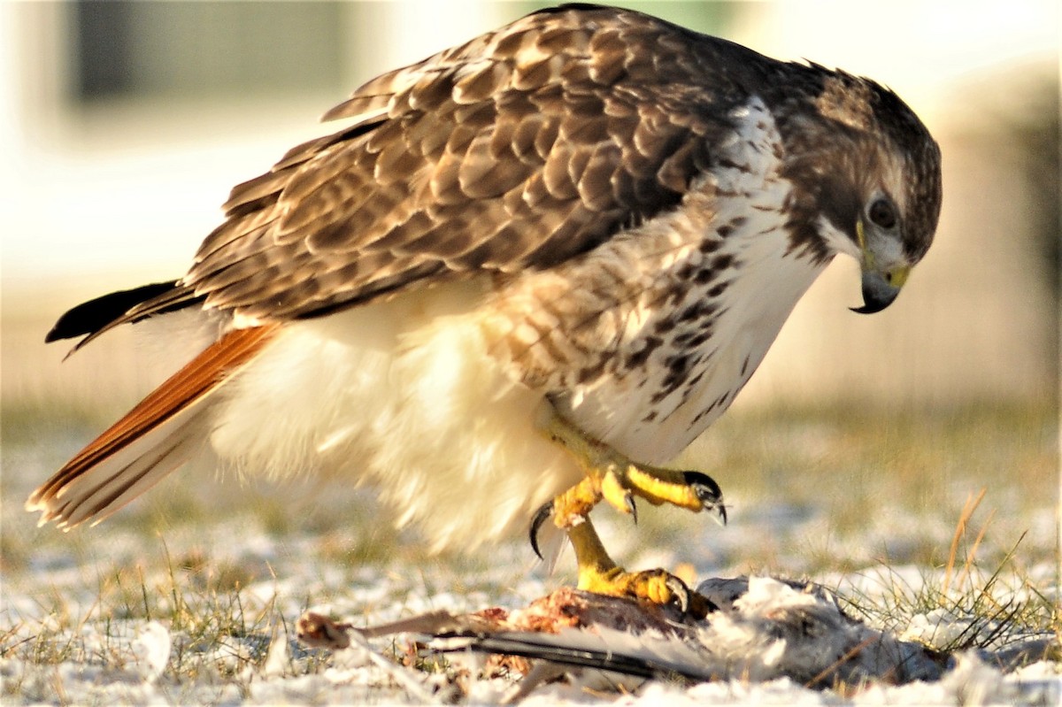 Red-tailed Hawk - ML87202331