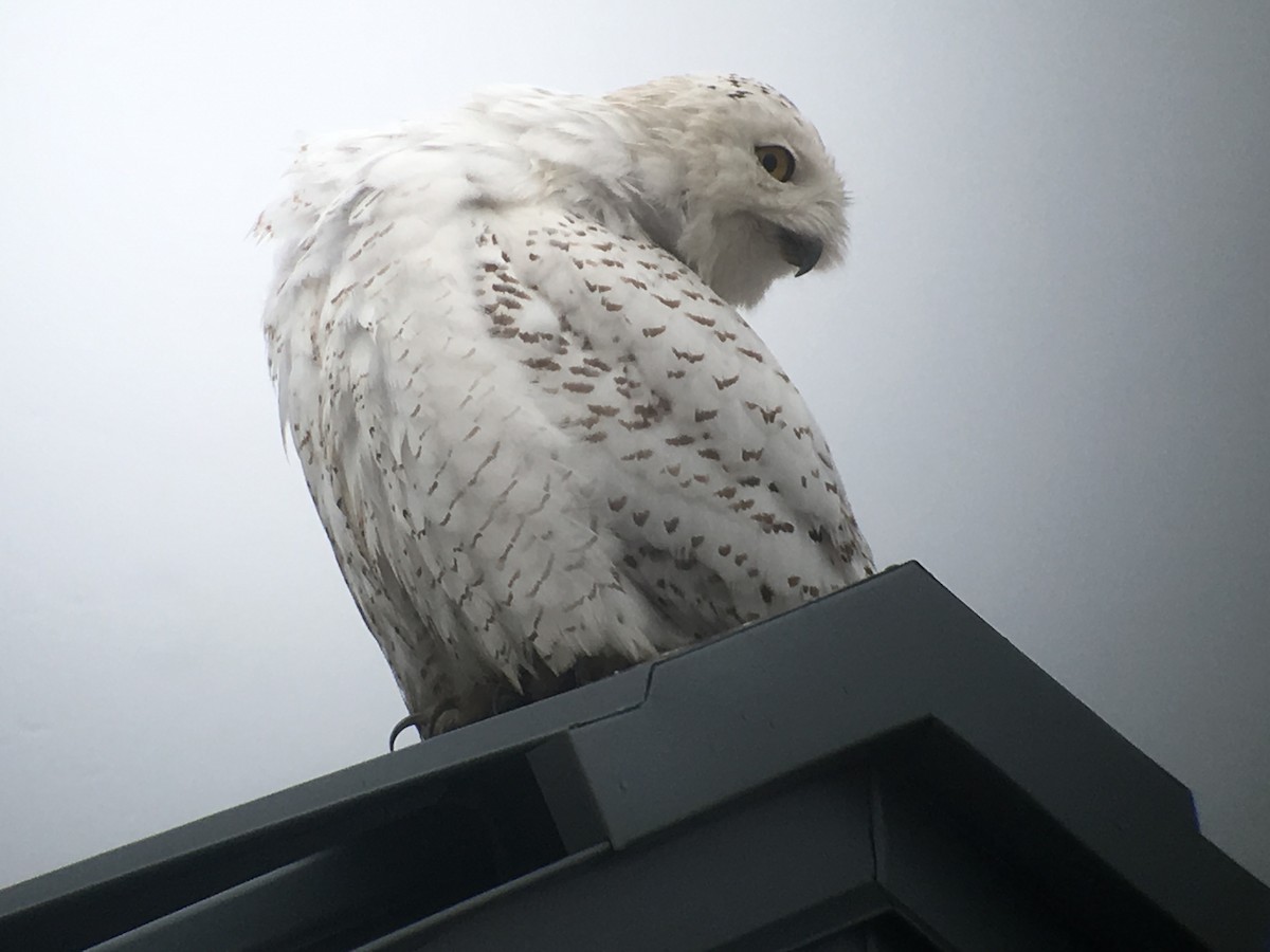 Snowy Owl - ML87203991