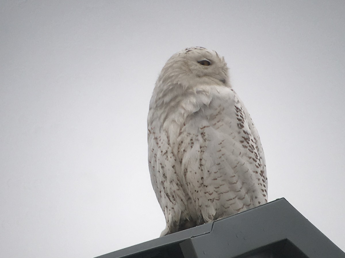 Snowy Owl - ML87204021