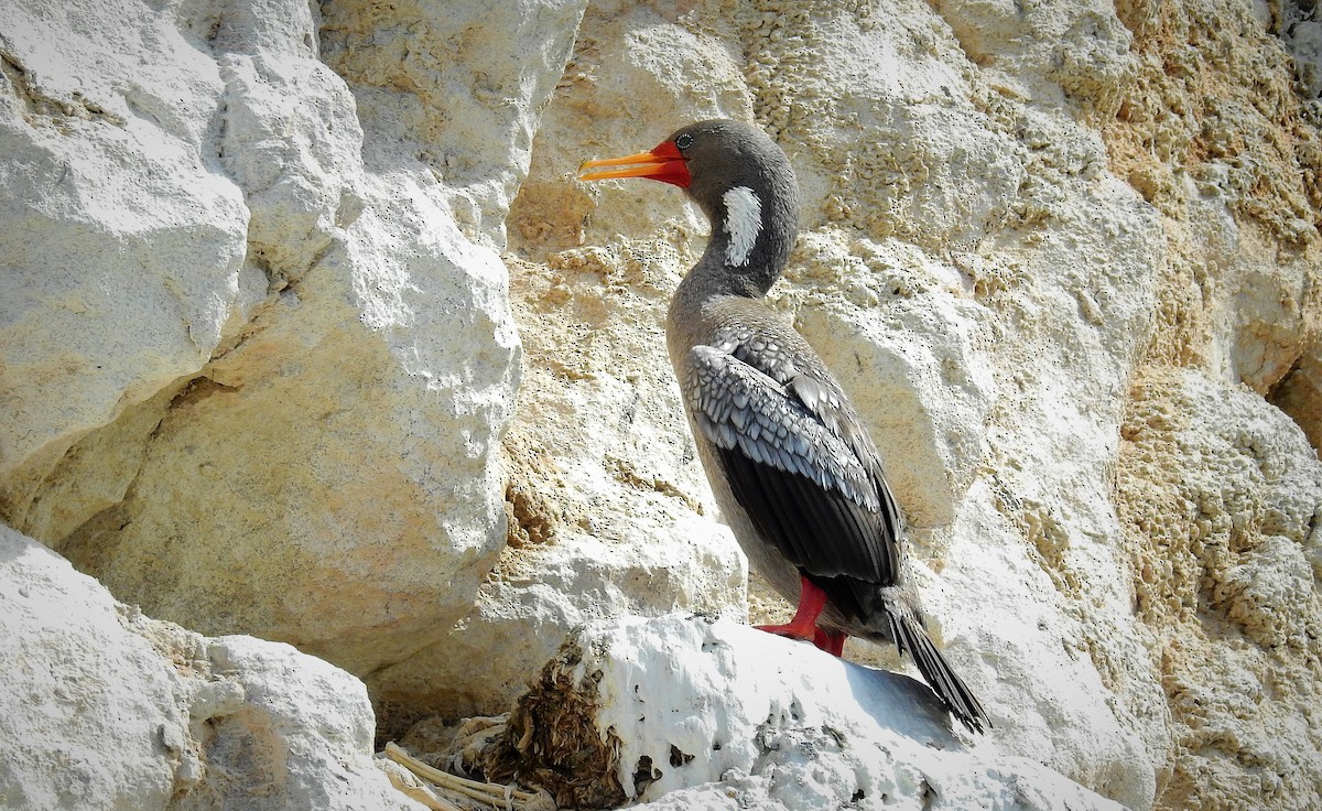 Red-legged Cormorant - ML87204601