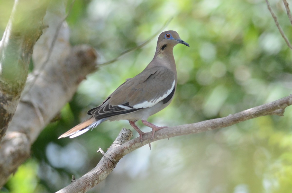 White-winged Dove - Andrew Dobson