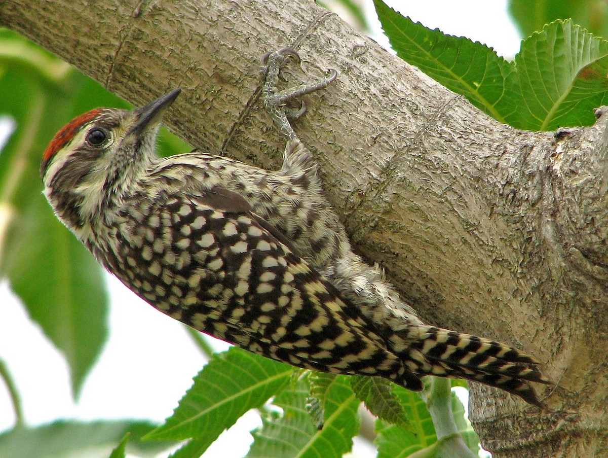 Checkered Woodpecker - Hugo Hulsberg