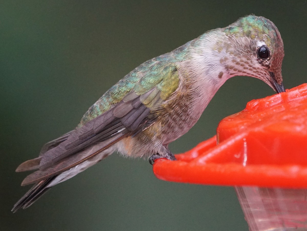 Broad-tailed Hummingbird - Rick Snider
