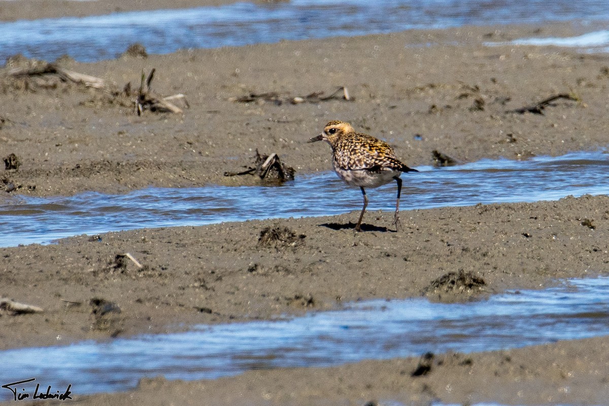 Pacific Golden-Plover - Tim Ludwick
