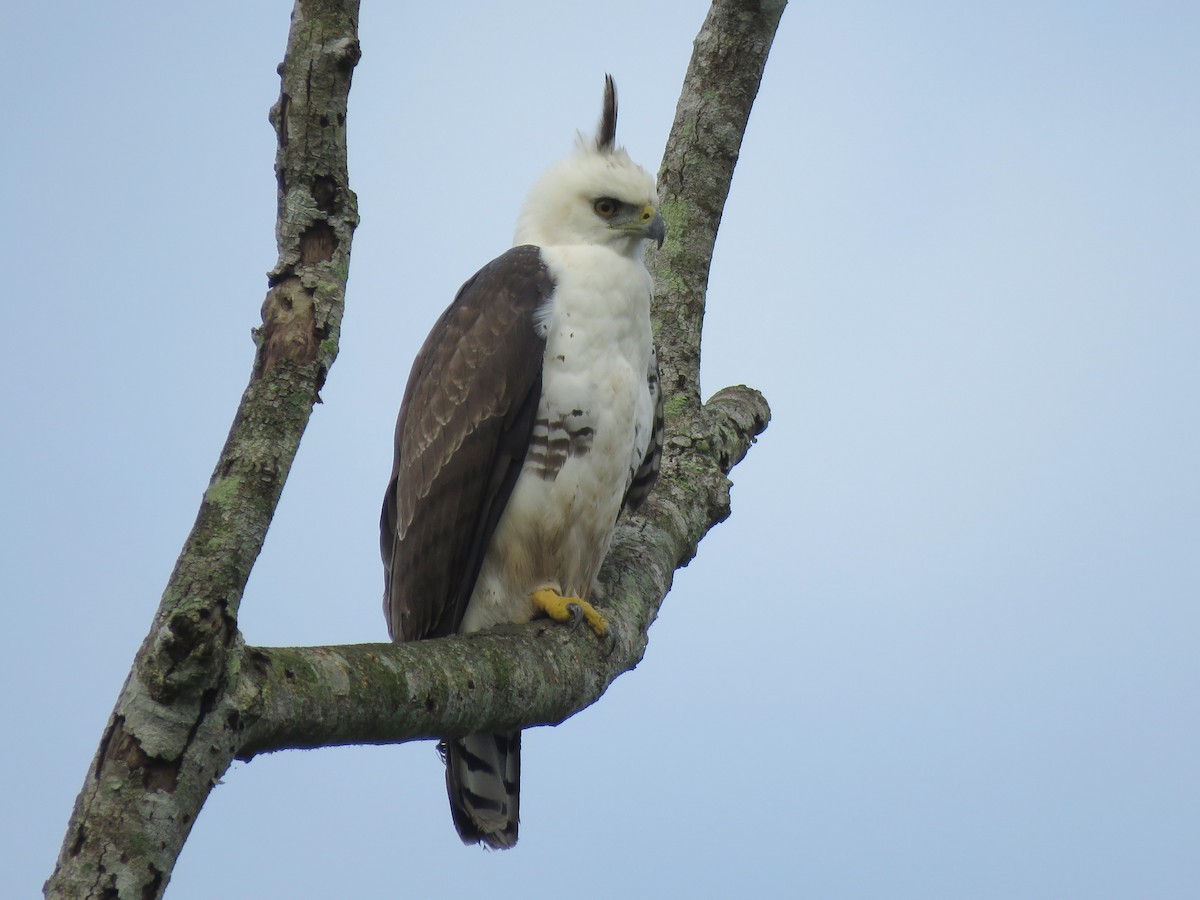 Ornate Hawk-Eagle - Kevin Groeneweg