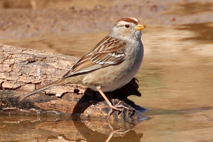 White-crowned Sparrow (Gambel's) - ML87209641