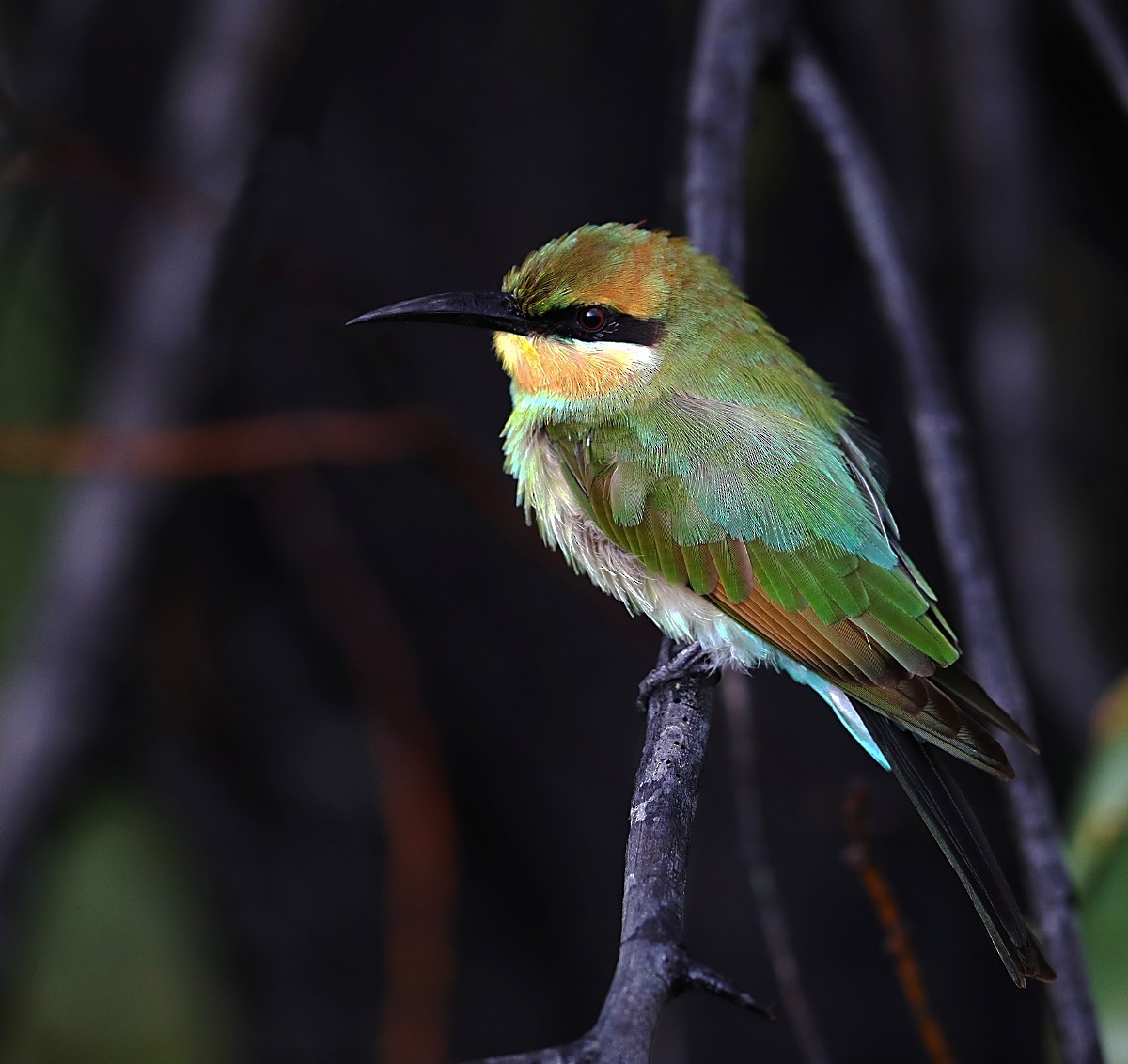 Rainbow Bee-eater - ML87210121