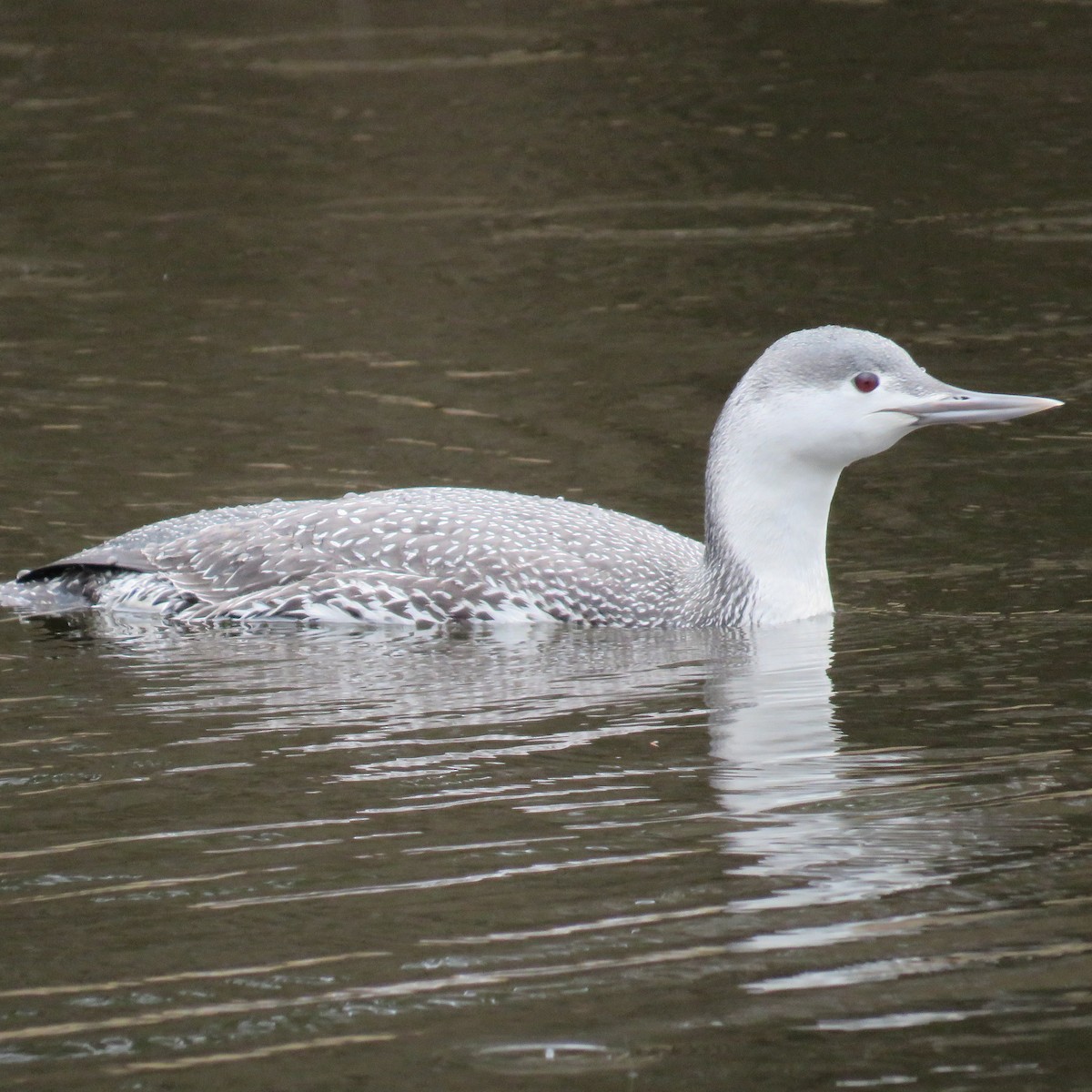 Red-throated Loon - judy parrot-willis