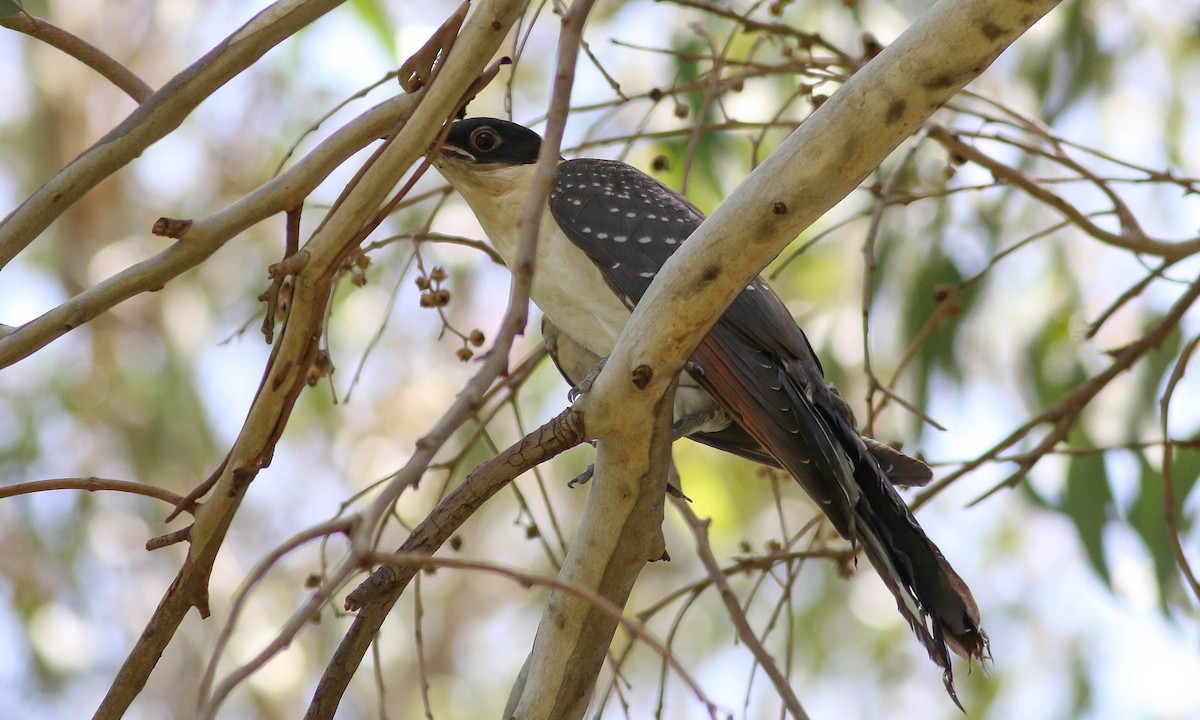 Great Spotted Cuckoo - Paul Fenwick