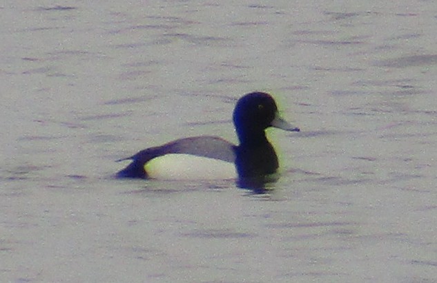 Greater Scaup - ML87213531